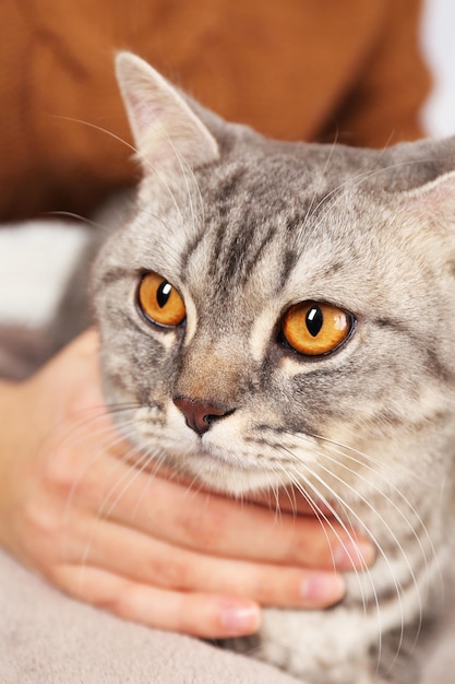 素敵な灰色の猫を保持している女性をクローズ アップ