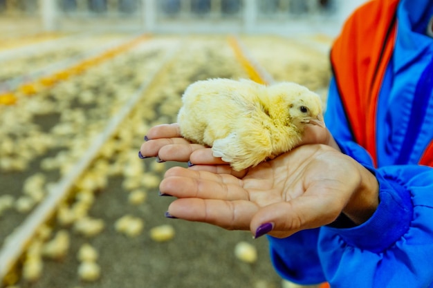 닭 농장에서 갓난 병아리를 손에 안고 있는 여성 한 여성이 작은 동물에 관심을 갖고 있다