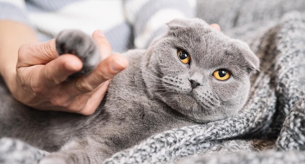 ソファで眠そうな猫の足を持っている女性家畜スコティッシュフォールド猫