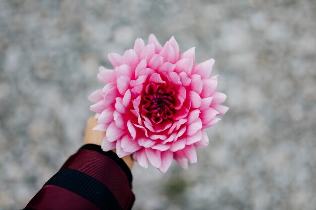 Photo woman holding a pink chrysanthemum dendranthema