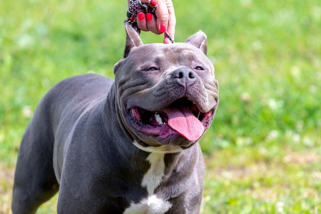 Woman holding a pit bull terrier dog on a leash