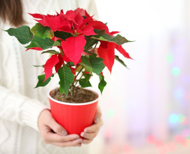 Woman holding pot with flower poinsettia