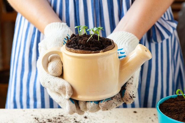 Woman holding a pot with a sprout in her hands. Gardening 
