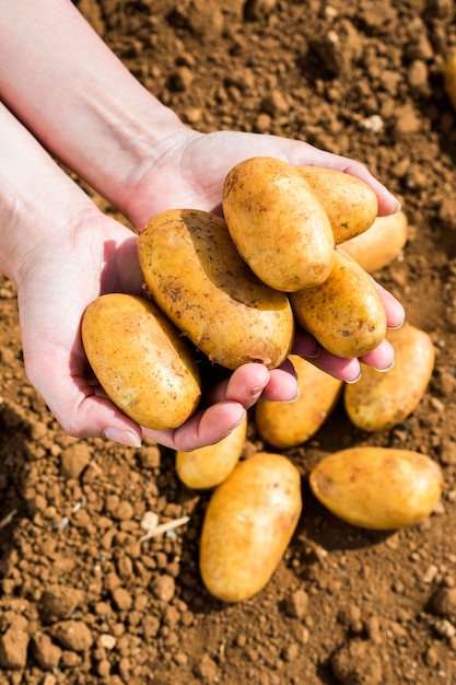 Foto donna che tiene le patate appena raccolte