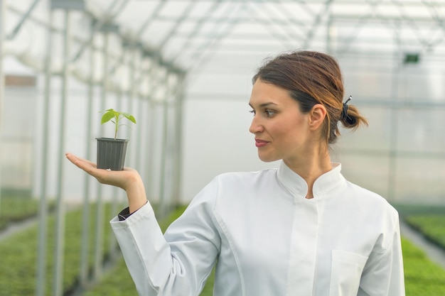 温室の苗床で鉢植えの植物を保持している女性。苗の温室。