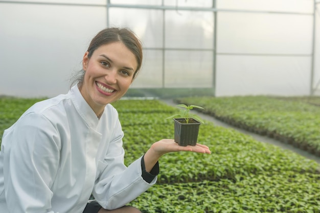 温室の苗床で鉢植えの植物を保持している女性。苗の温室。