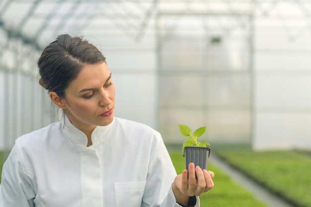 温室の苗床で鉢植えの植物を保持している女性。苗の温室。