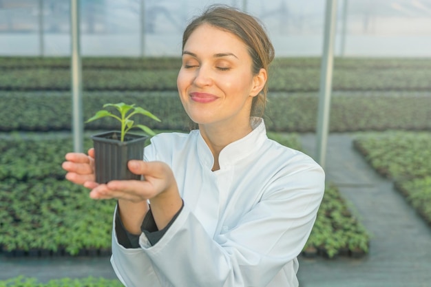 温室の苗床で鉢植えの植物を保持している女性。苗の温室。