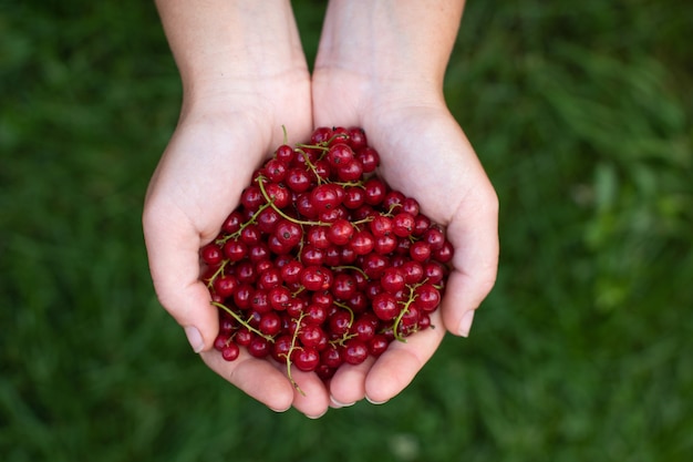 Woman holding red currant berries in her hands