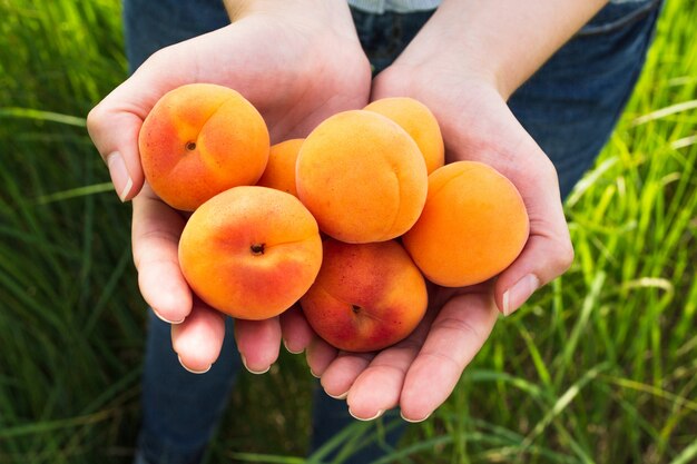 Woman holding ripe apricots on grass 