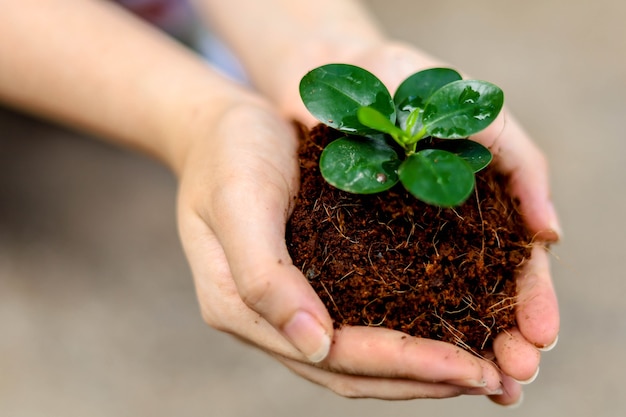 La donna che tiene una piantina con due mani, piantare alberi aiuterà a ridurre il riscaldamento globale. e aggiungi ossigeno al nostro mondo, il concetto di riduzione del riscaldamento globale.