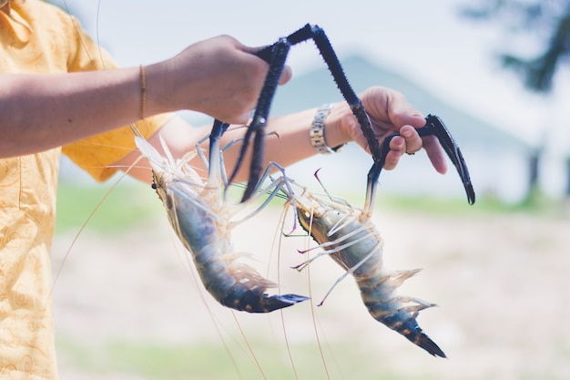 Woman holding and serve with fresh water shrimp