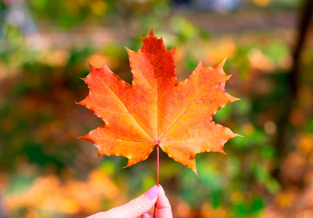 Woman holding single autumn fall orange maple leaf