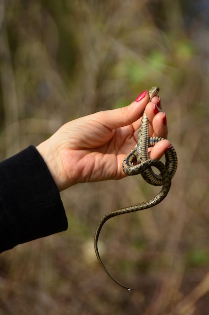 Foto donna con un serpente in mano con lo sfondo sfocato