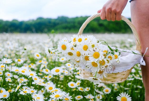 woman holding a straw basket with daisies on a chamomile field