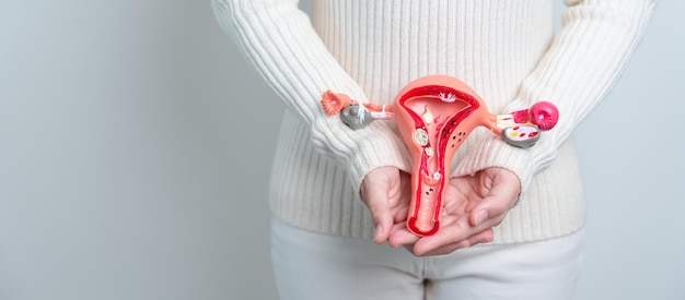 자궁 및 난소 모델을 들고 있는 여성 난소 및 자궁경부암 자궁경부 장애 자궁내막증 자궁 절제술 자궁 근종 생식계 및 임신 개념