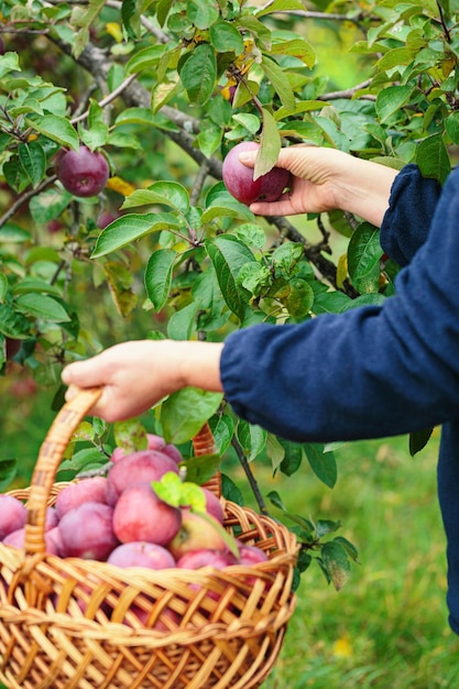 Woman holding wicker basket and harvesting apples from fruit tree