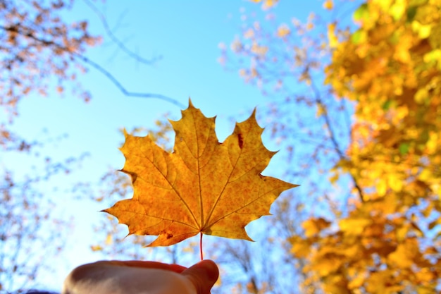 woman holding yellow maple leaf in the hand with blue sky on background