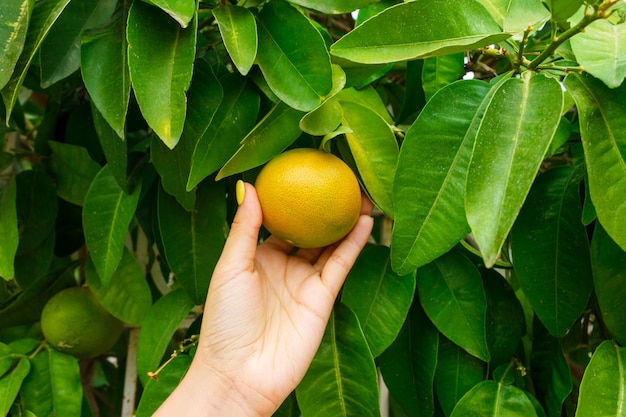 Woman holding young green ripe grapefruit. green leaf background