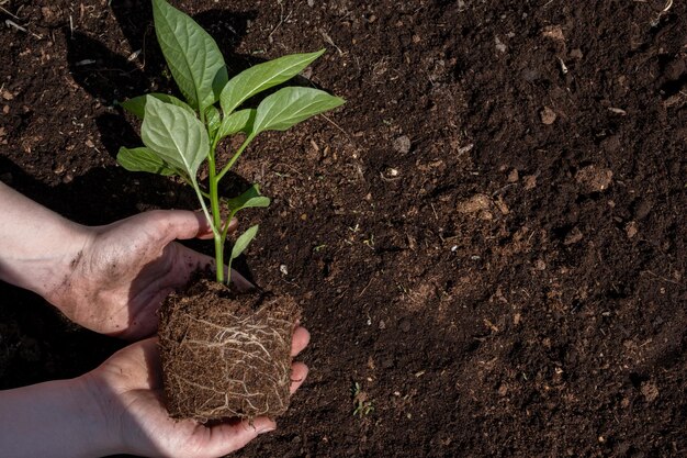 A woman holding young green tree in hands and prepare for planting selective focus Earth day ecology and environment concept Pepper seedling in the ground Green plant sprout Horizontal photo