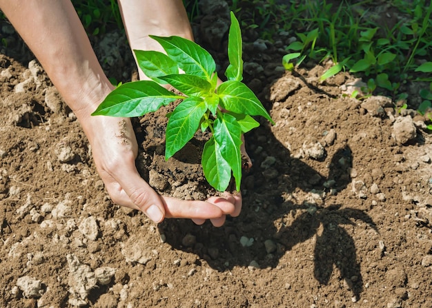 A woman holding young green tree in hands and prepare for planting, selective focus.