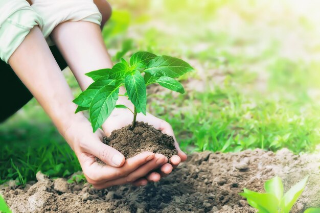 若い緑の木を手に持ち、植栽の準備をする女性、限定フォーカス。