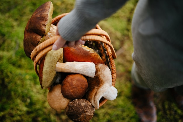 Photo woman holds a basket of fresh mushrooms in the forest harvesting edible boletus copy space