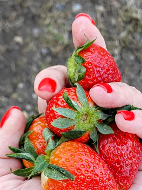 Foto una donna tiene in mano un mazzo di fragole