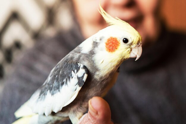 Woman holds a cockatiel parrot on her hand close up