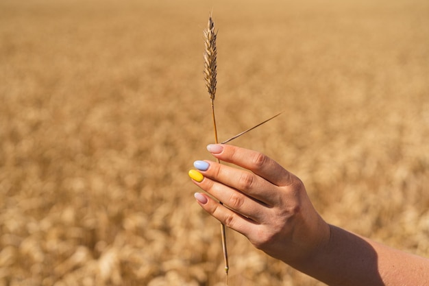 A woman holds ear of wheat against the background of a ripening field with a manicure in the colors of Ukraine The concept of world hunger food crisis through the war of Russia against Ukraine