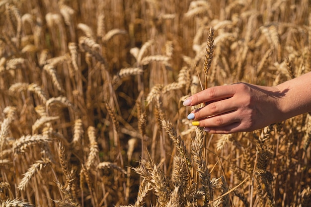 A woman holds ear of wheat against the background of a ripening field with a manicure in the colors of Ukraine The concept of world hunger food crisis through the war of Russia against Ukraine