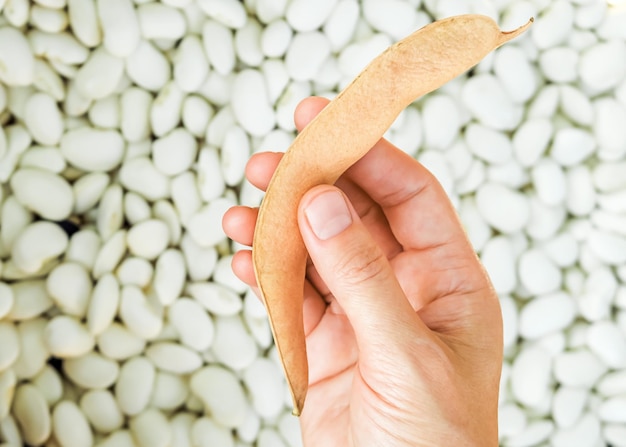 a woman holds harvested white beans in her hands. gardening and harvesting beans concept