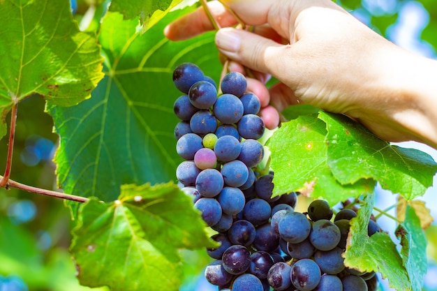 A woman holds in her hand a bunch of ripe black Isabella grapes in the garden. Collection of delicious berries for making wine.