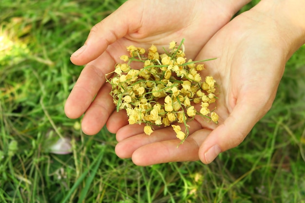 女性は薬用植物を収穫するために谷の乾燥したユリを手のひらに持っています