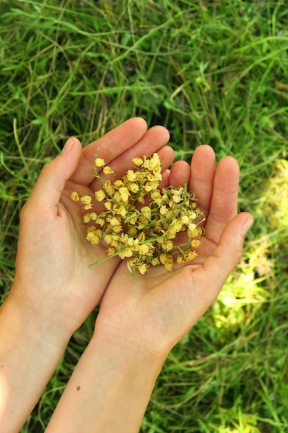 女性は薬用植物を収穫するために谷の乾燥したユリを手のひらに持っています