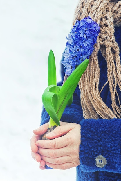 A woman holds a hyacinth in her hands selective focus