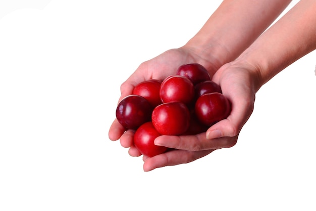 Foto la donna tiene la prugna nelle mani su uno sfondo bianco isolato. idea e concetto di mangiar sano