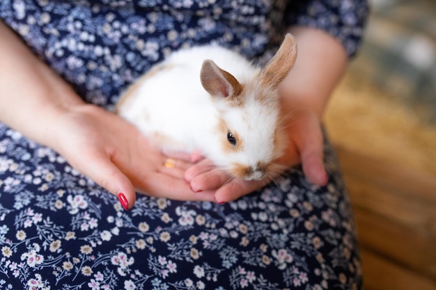 Photo a woman holds a rabbit in her hands.