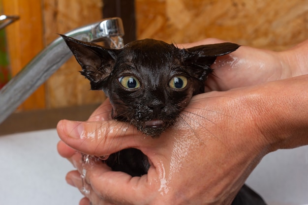 A woman holds a small black frightened kitten in her hands and bathes it in the sink under the tap