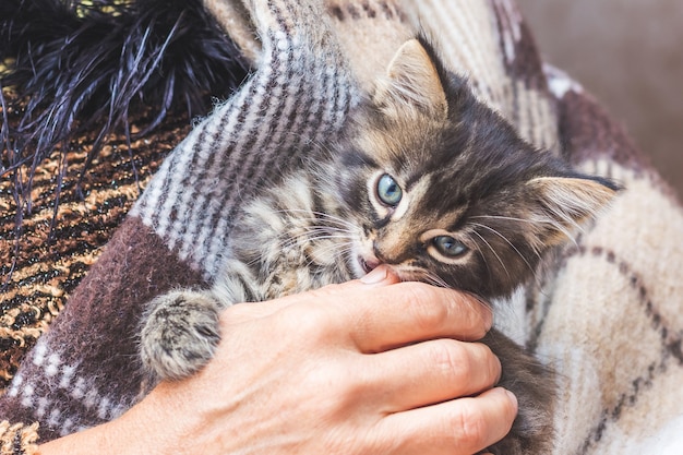 A woman holds a small kitten on her hands. A kitten is protected in a woman's hands_