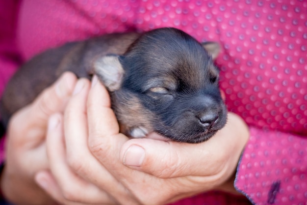 A woman holds a young newborn puppy in her hands