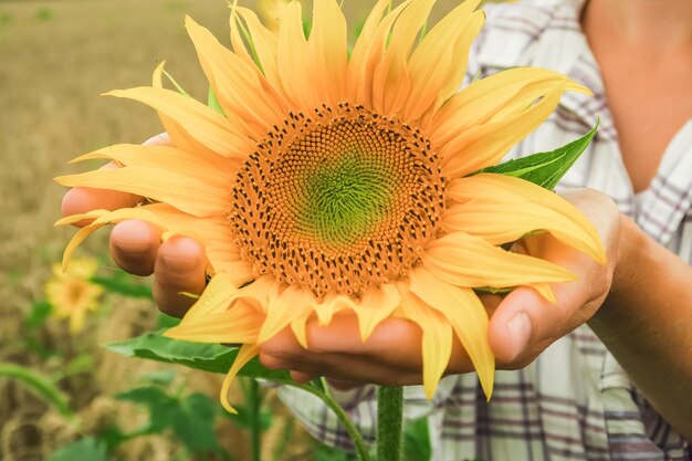 a woman holds a young ripening sunflower in her palms. sunflower cultivation concept