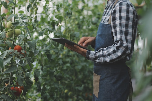 Woman in the hydroponic vegetable farm grows wholesale hydroponic vegetables in restaurants and supermarkets organic vegetables new generations growing vegetables in hydroponics concept