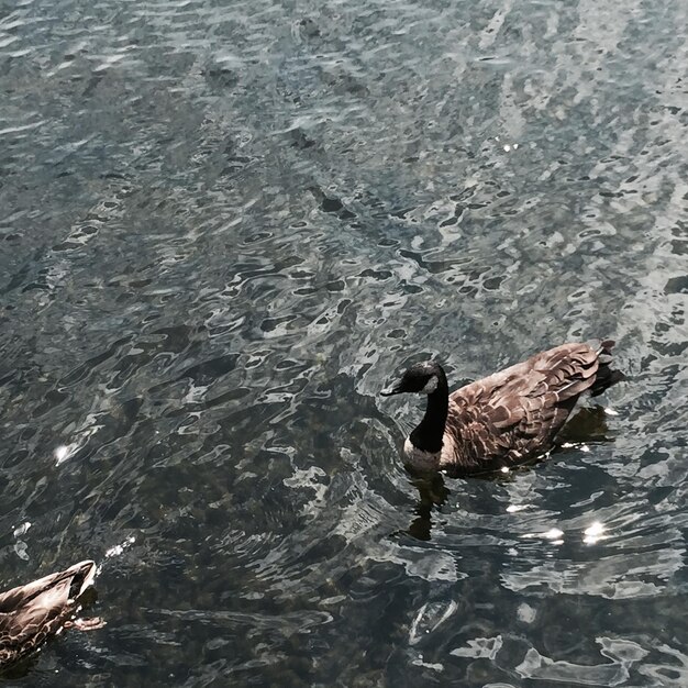 写真 水の中の女性