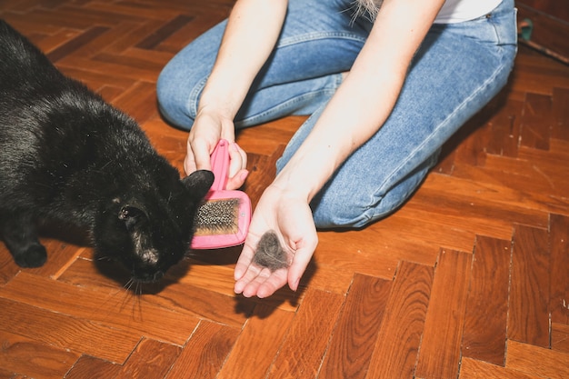 Woman is brushing black cat. Pet grooming. Fur shedding. Happy animal.