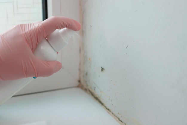 Woman is cleaning a lot of black mold fungus growing on the wall at home condensation on the window