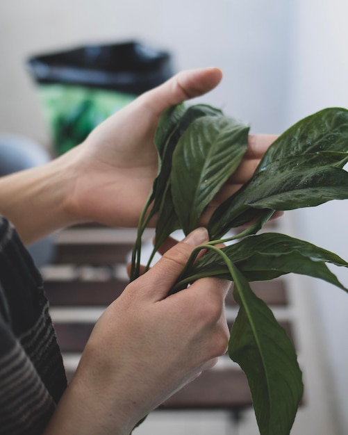 The woman is cleaning plants from insects