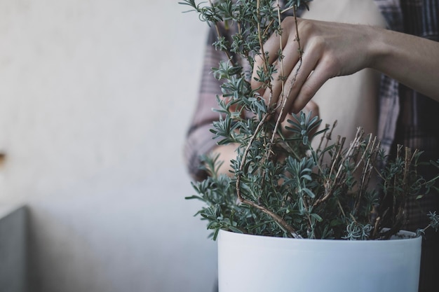 A woman is cutting lavender for preparing for winter