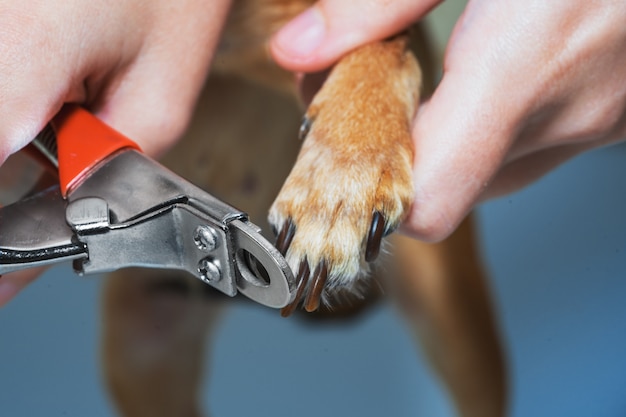 A woman is cutting nails on a dog paw close-up.