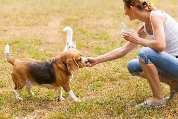 女性はビーグル犬に餌をやっています。屋外で一緒に遊ぶ犬と猫